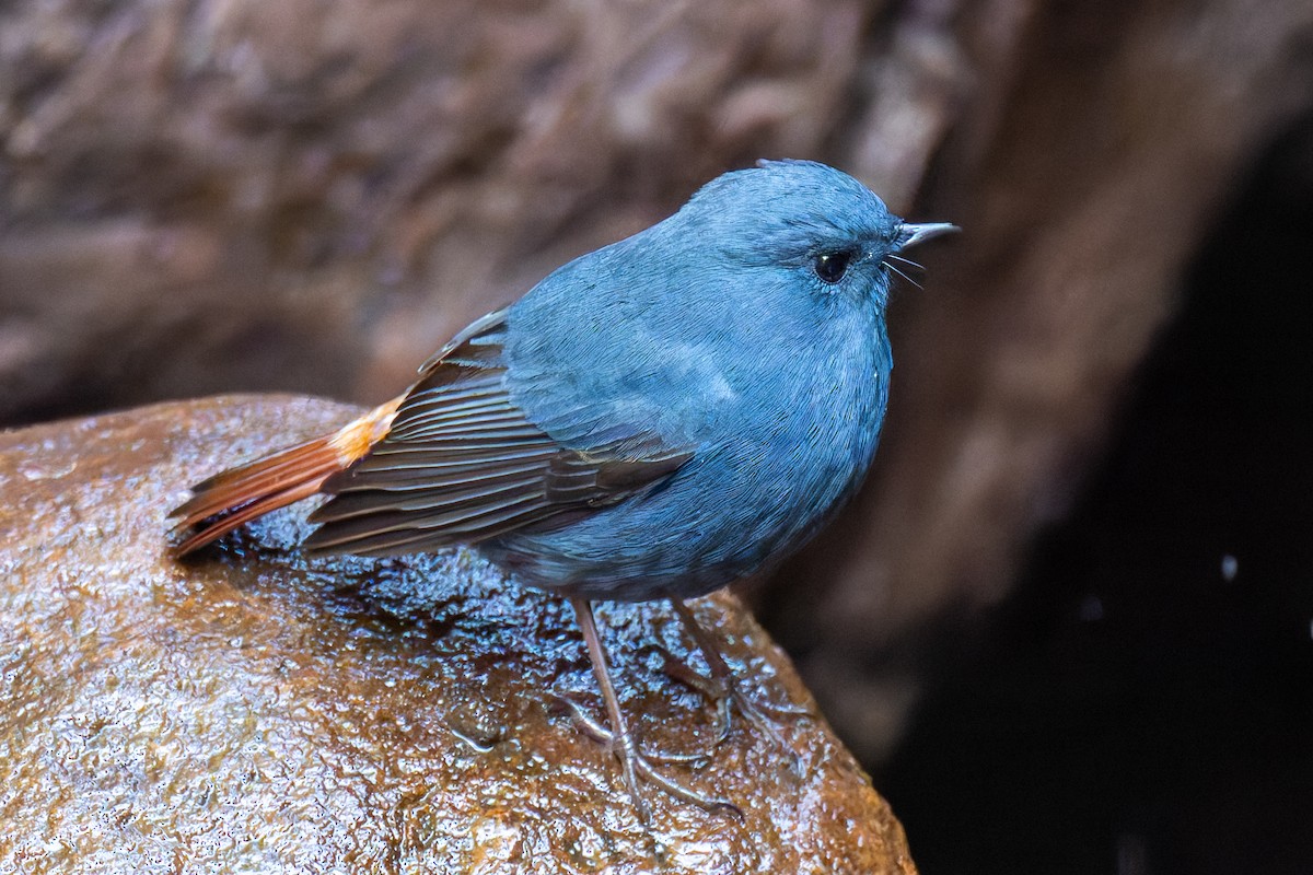 Plumbeous Redstart - ML647273836