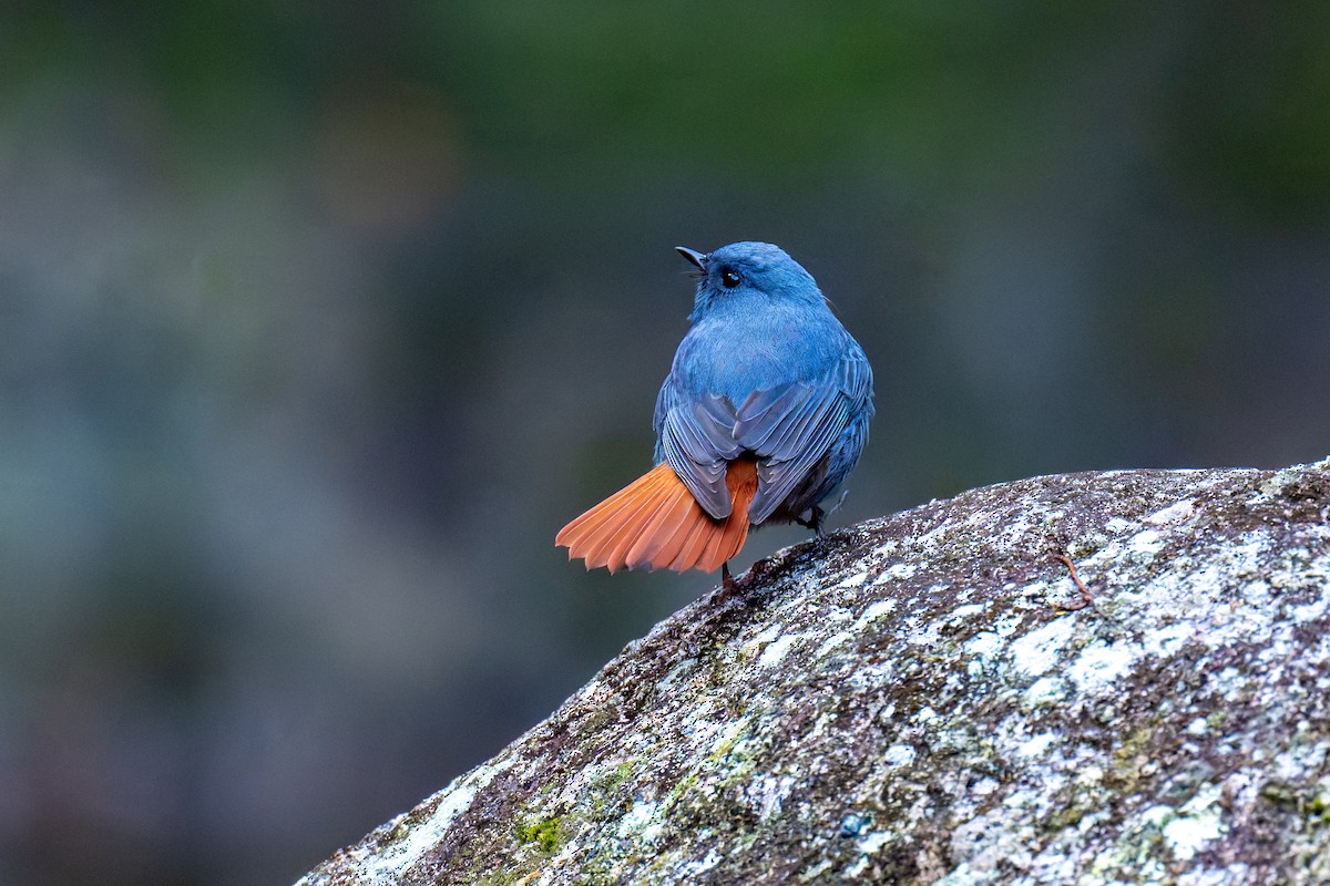 Plumbeous Redstart - ML647273837