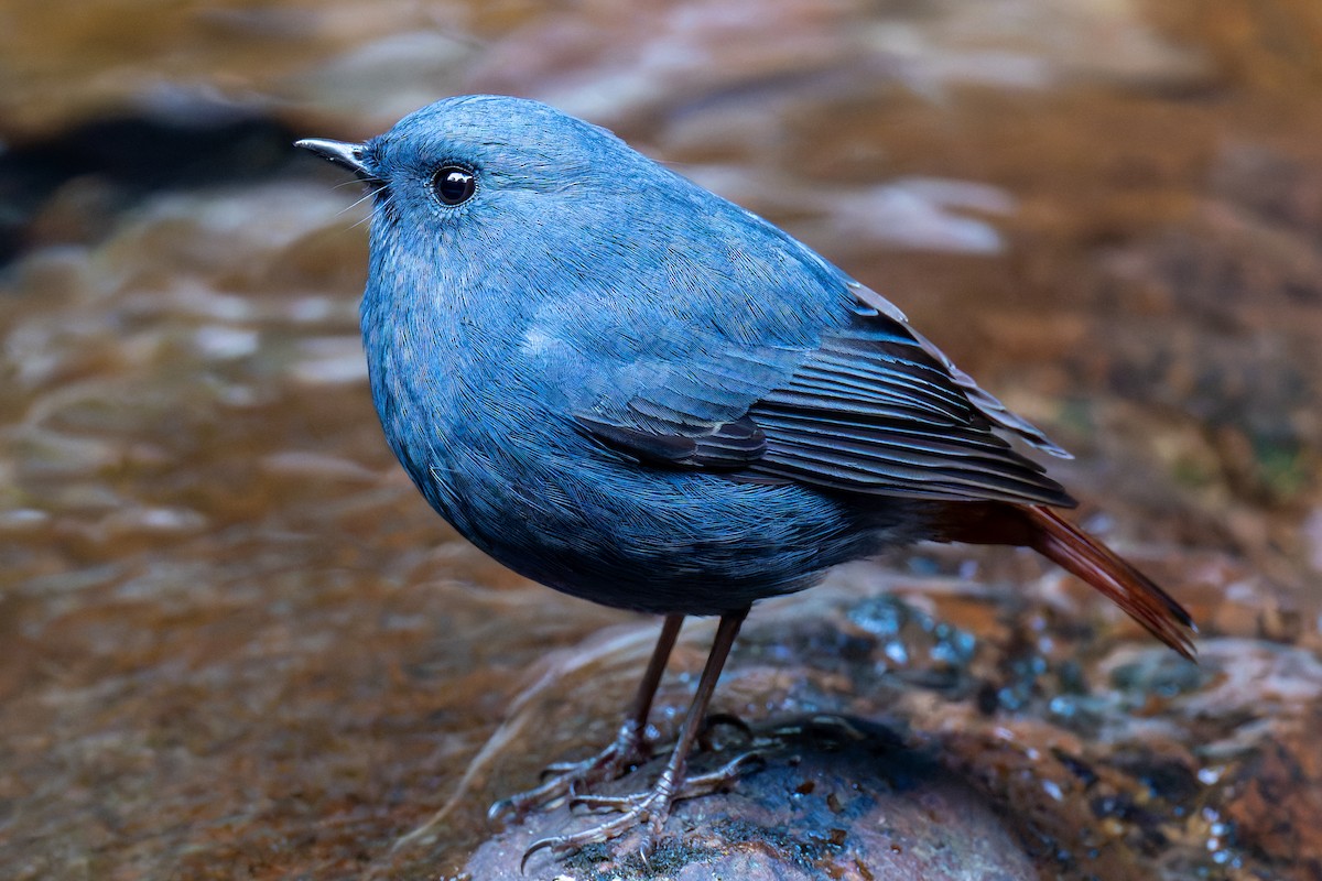 Plumbeous Redstart - ML647273839