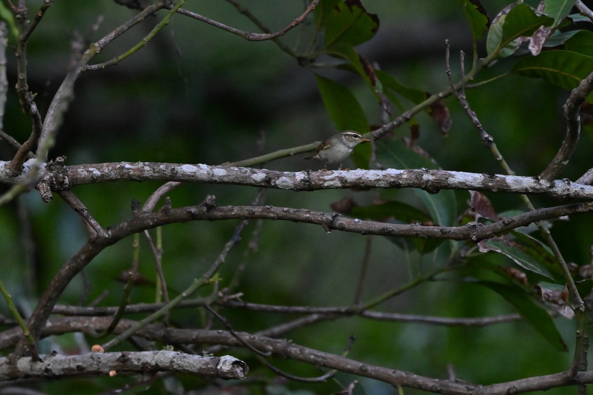 Arctic Warbler - ML647273843