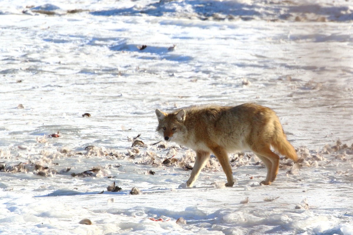 Plains Coyote - ML647273845
