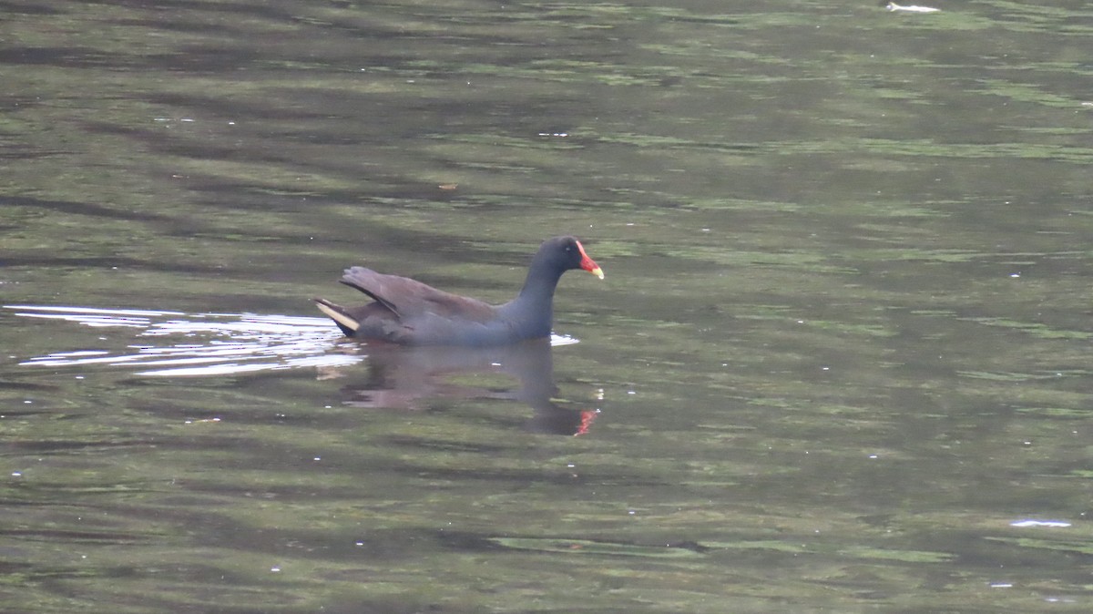 Dusky Moorhen - ML647273846