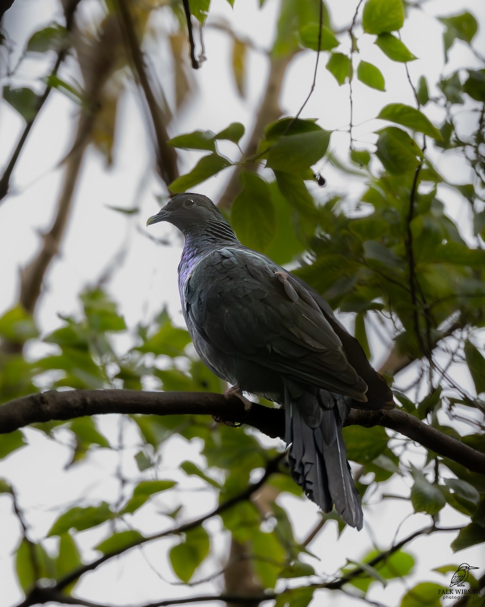 Black Wood-Pigeon - ML647273854