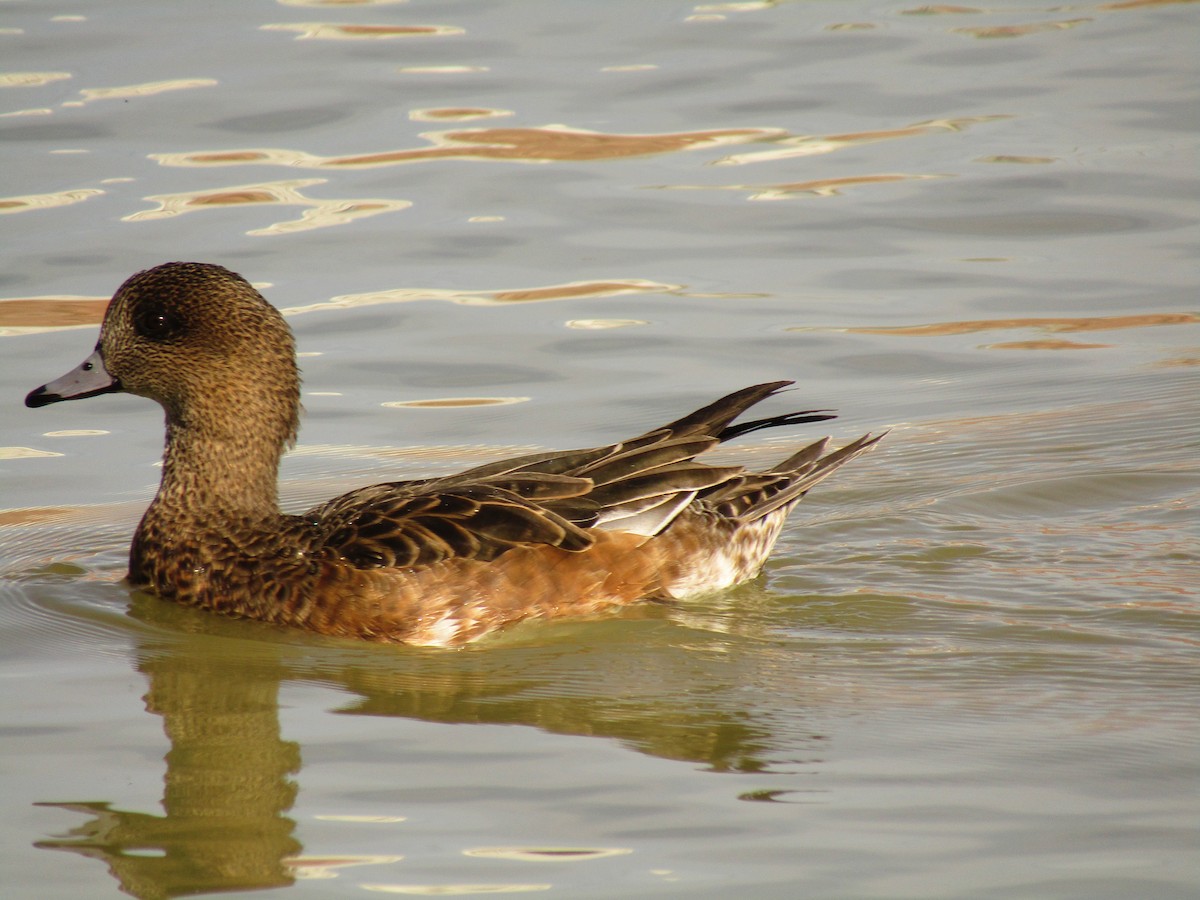 hvízdák americký - ML647273857