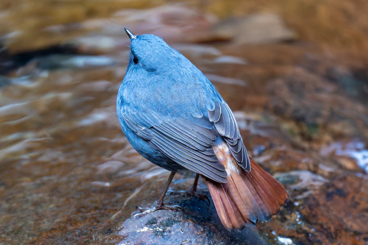 Plumbeous Redstart - ML647273859
