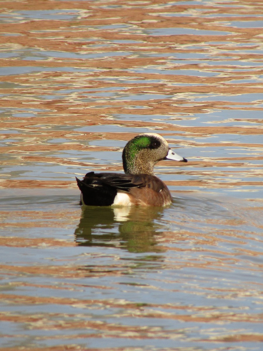 hvízdák americký - ML647273860