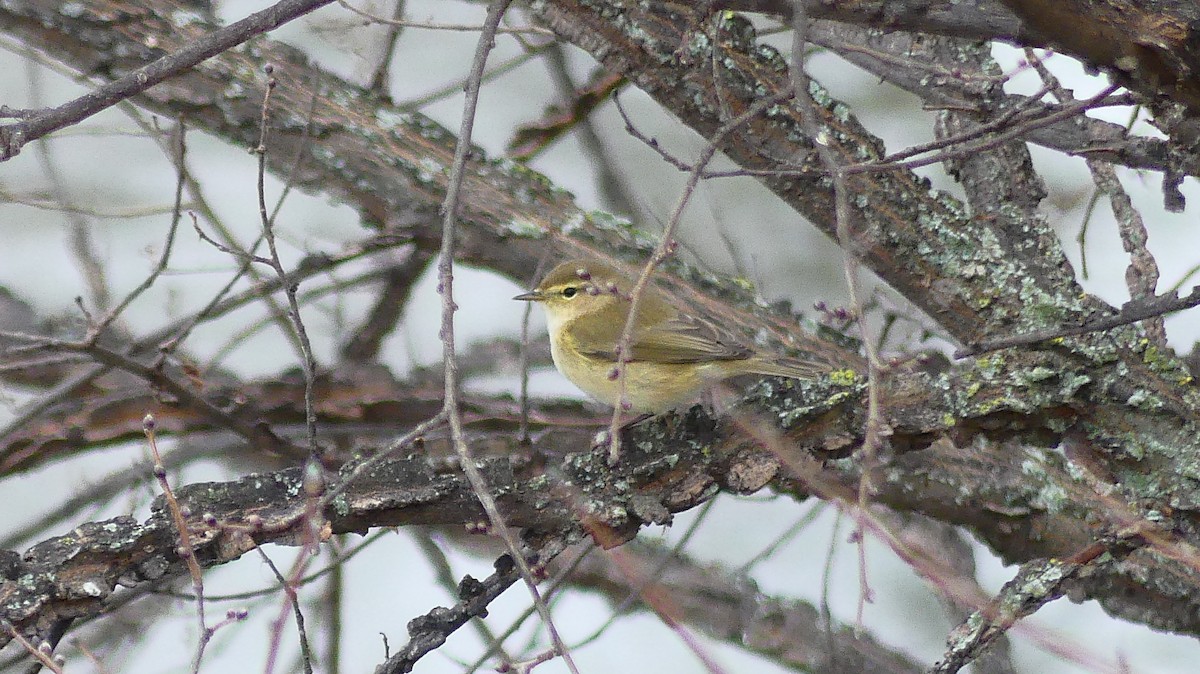 Common Chiffchaff - ML647273863