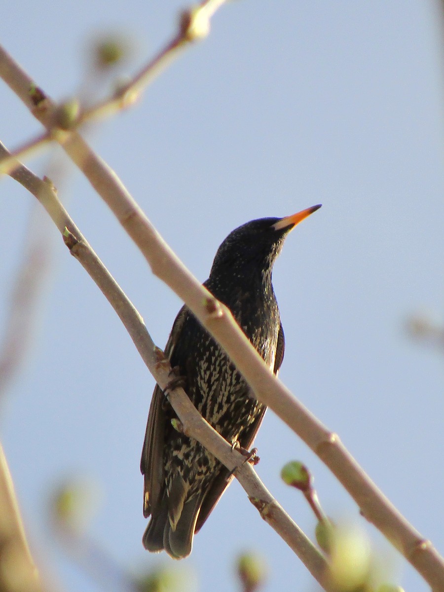 European Starling - ML647273869