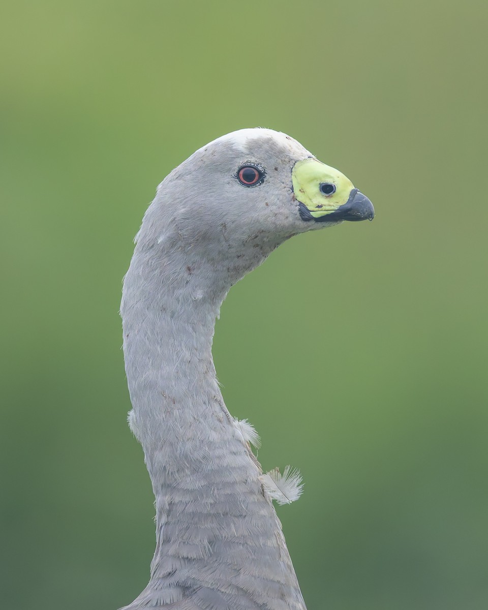 Cape Barren Goose - ML647273871