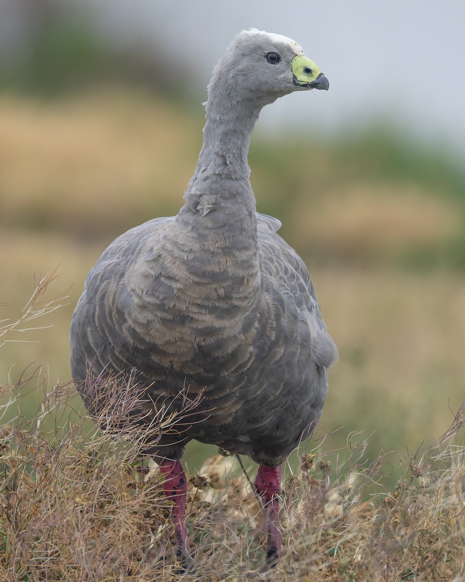 Cape Barren Goose - ML647273872