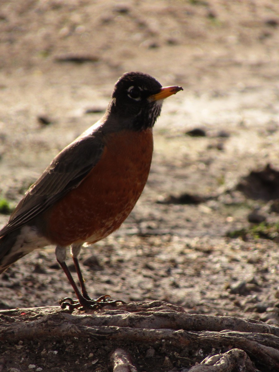 American Robin - ML647273873
