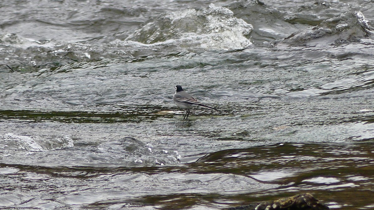 White Wagtail - ML647273874