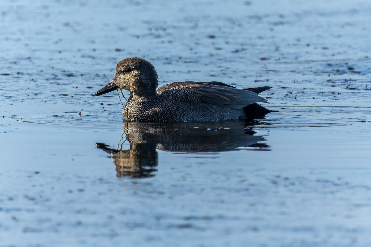 Gadwall - ML647273875