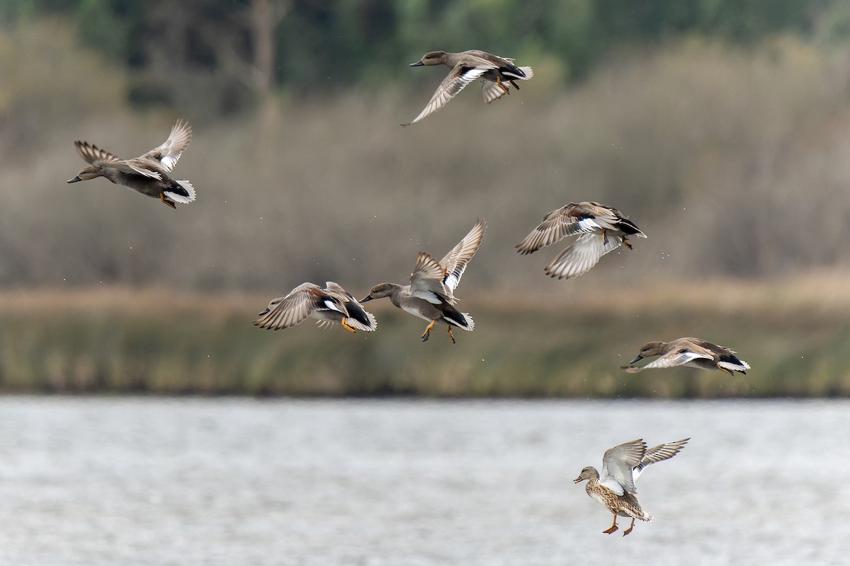 Gadwall - ML647273876