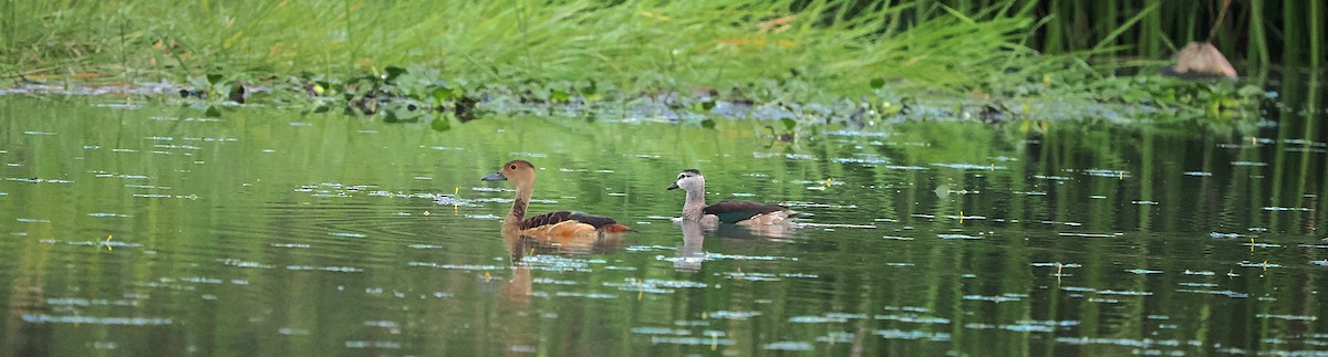 Cotton Pygmy-Goose - ML647273877