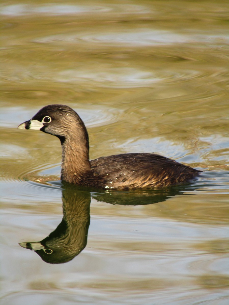 Pied-billed Grebe - ML647273878