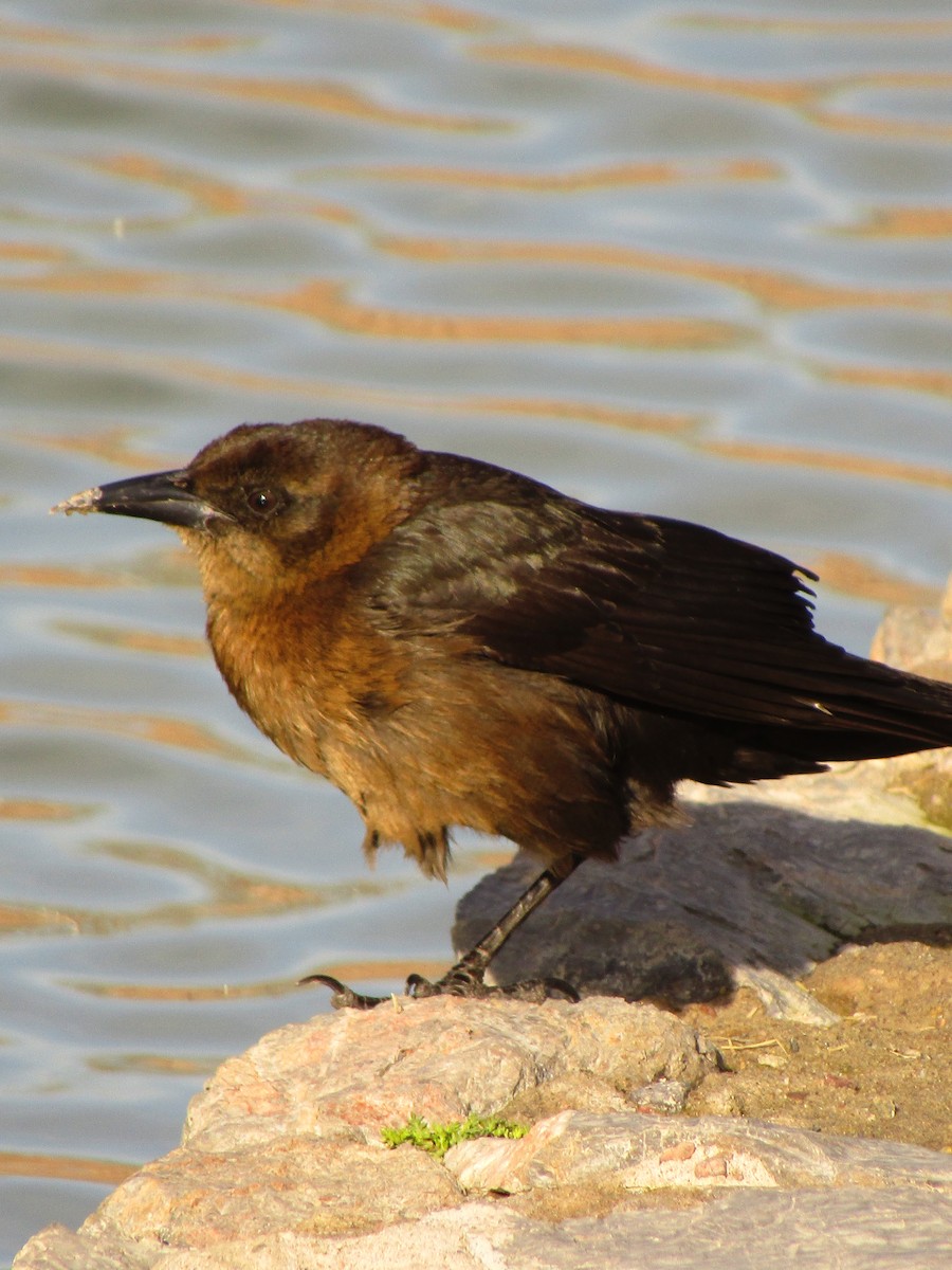 Great-tailed Grackle - ML647273879