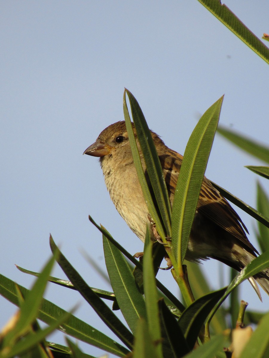 House Finch - ML647273880