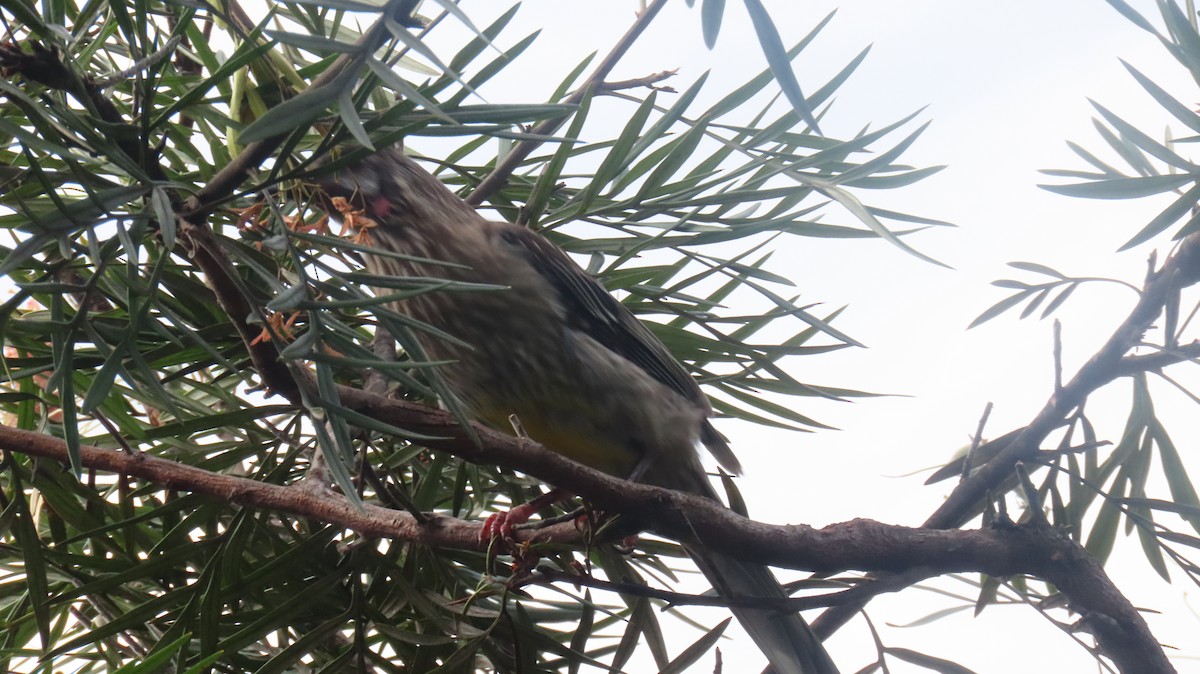 Red Wattlebird - ML647273881