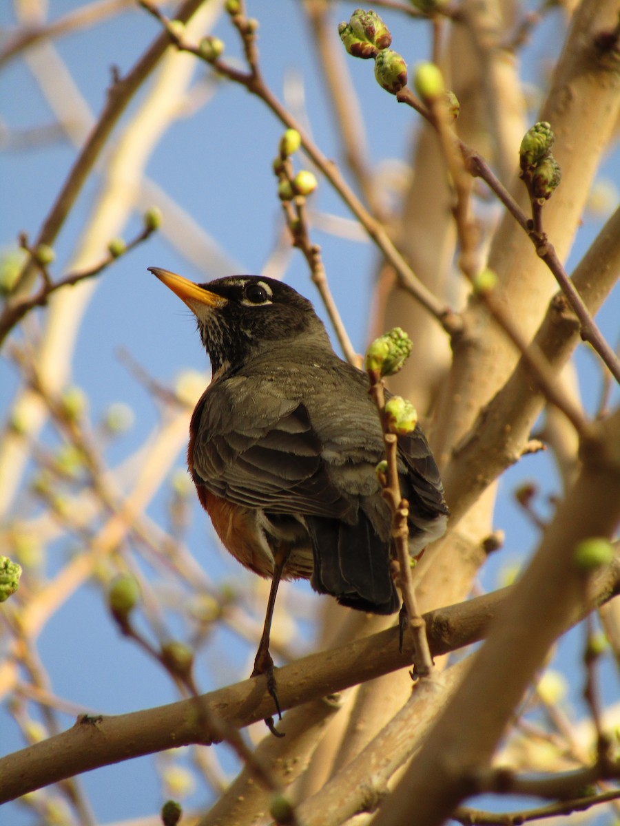 American Robin - ML647273882