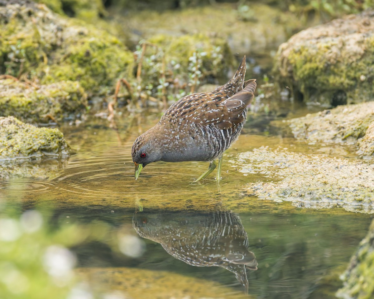 Australian Crake - ML647273883