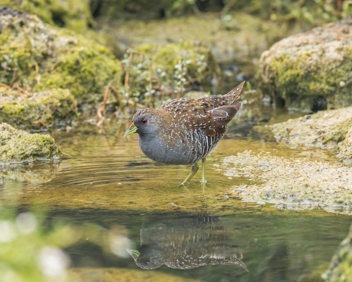 Australian Crake - ML647273884