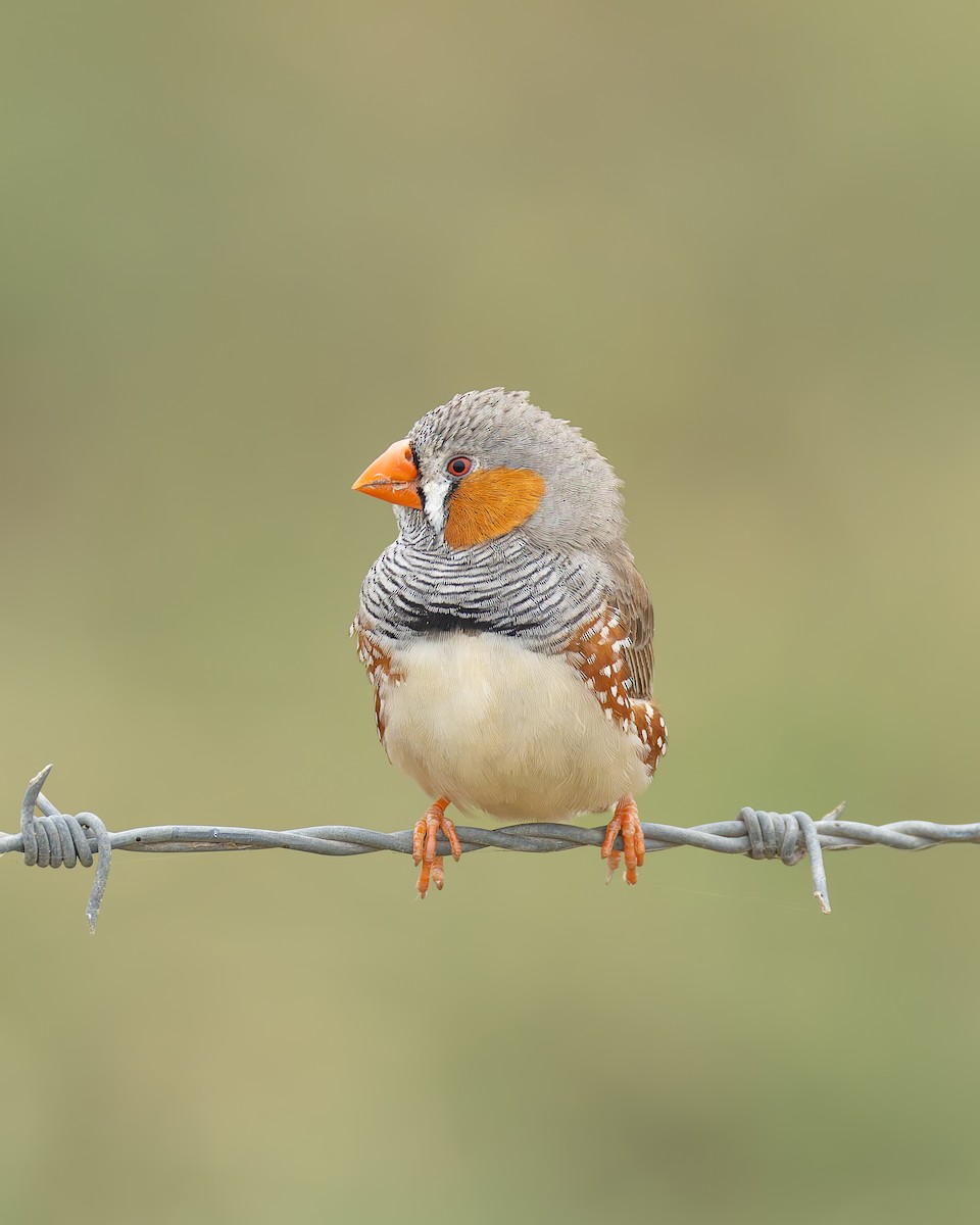 Zebra Finch - ML647273885