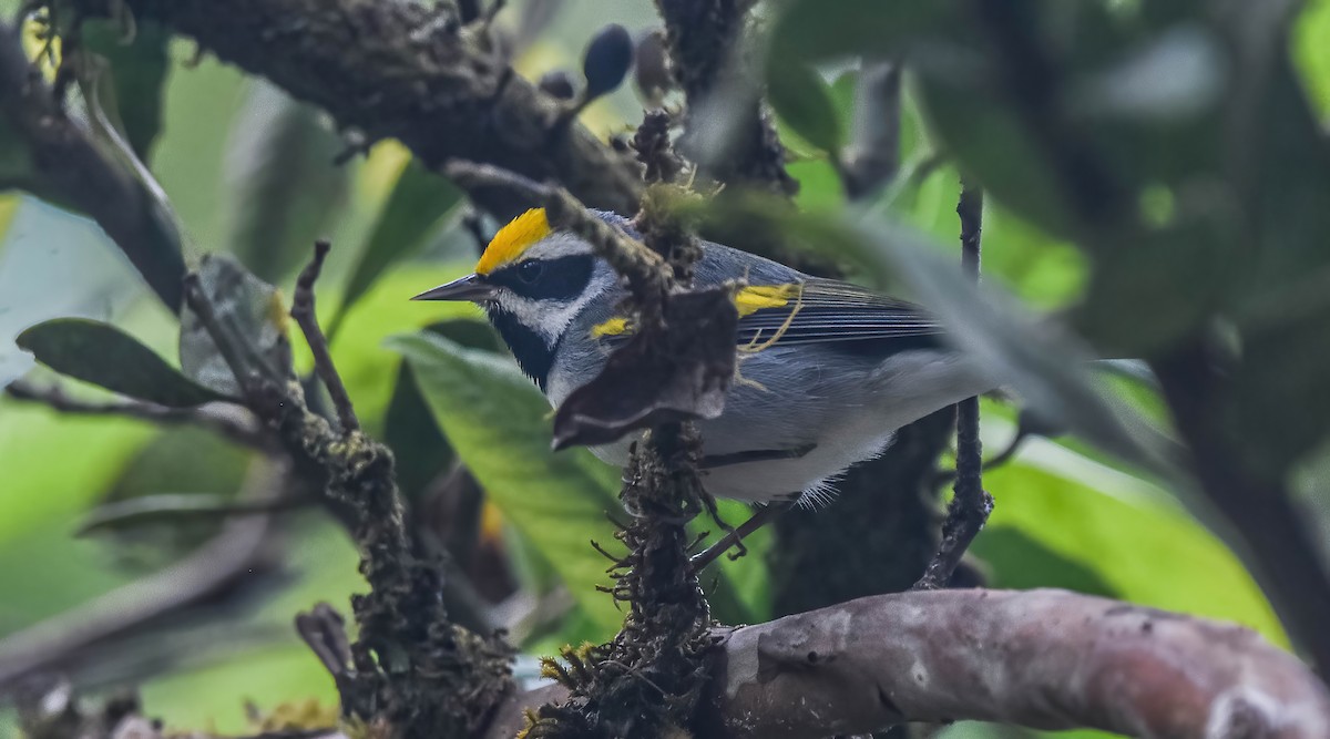 Golden-winged Warbler - ML647273886