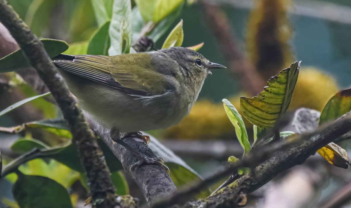 Червоїд світлобровий - ML647273887