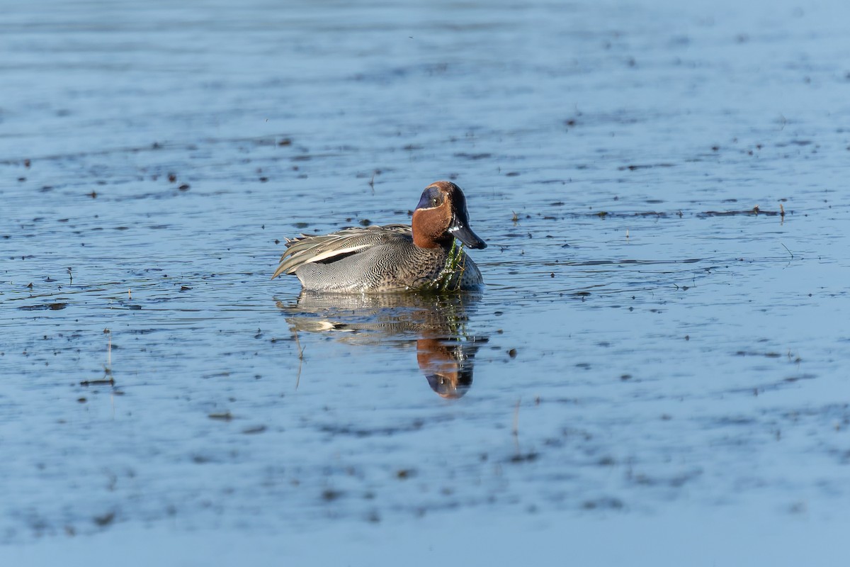 Green-winged Teal - ML647273888
