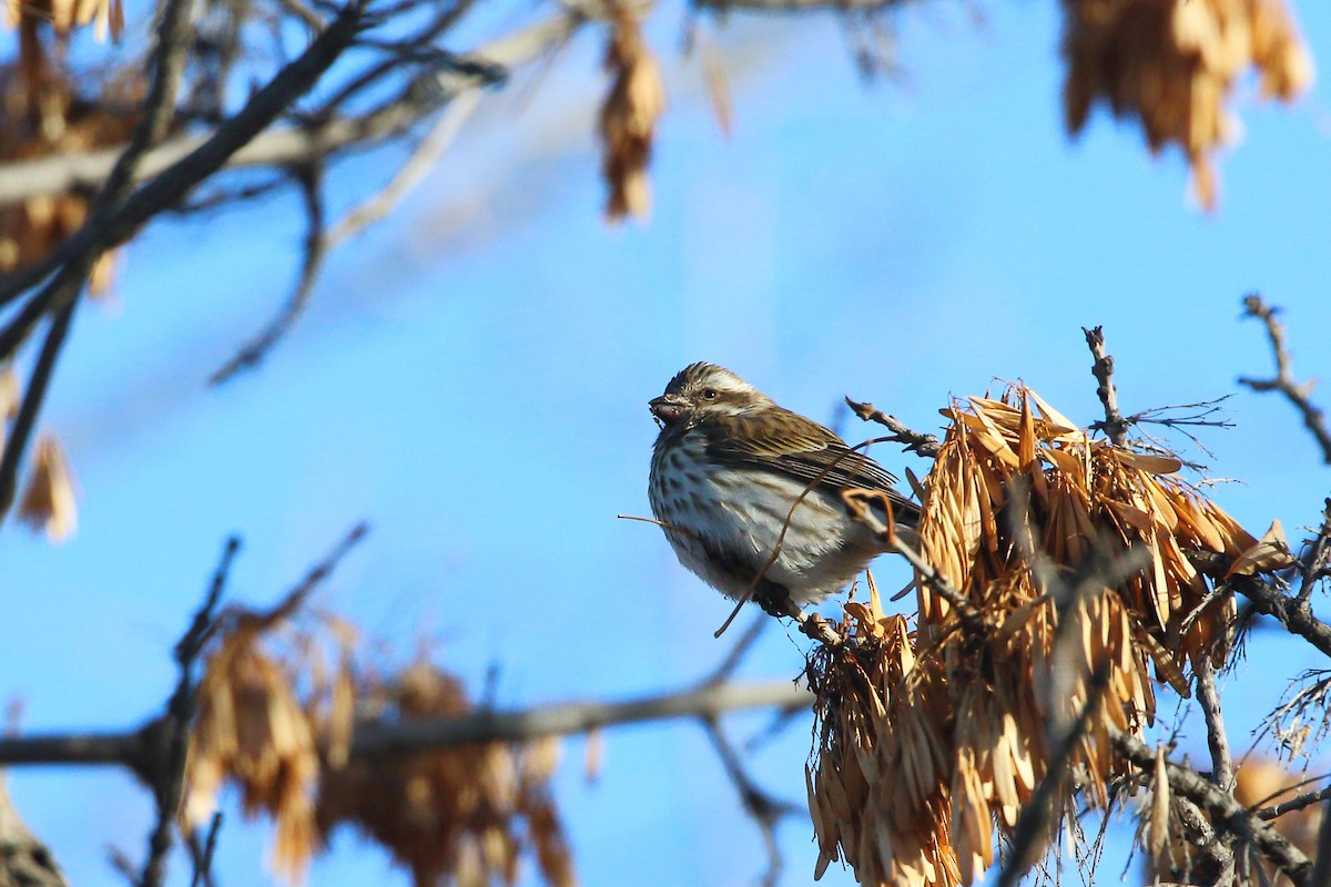 Purple Finch - ML647273889
