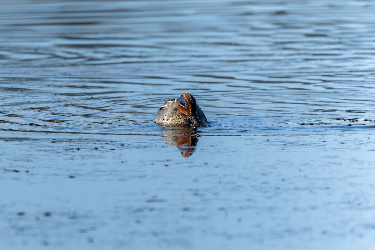 Green-winged Teal - ML647273890
