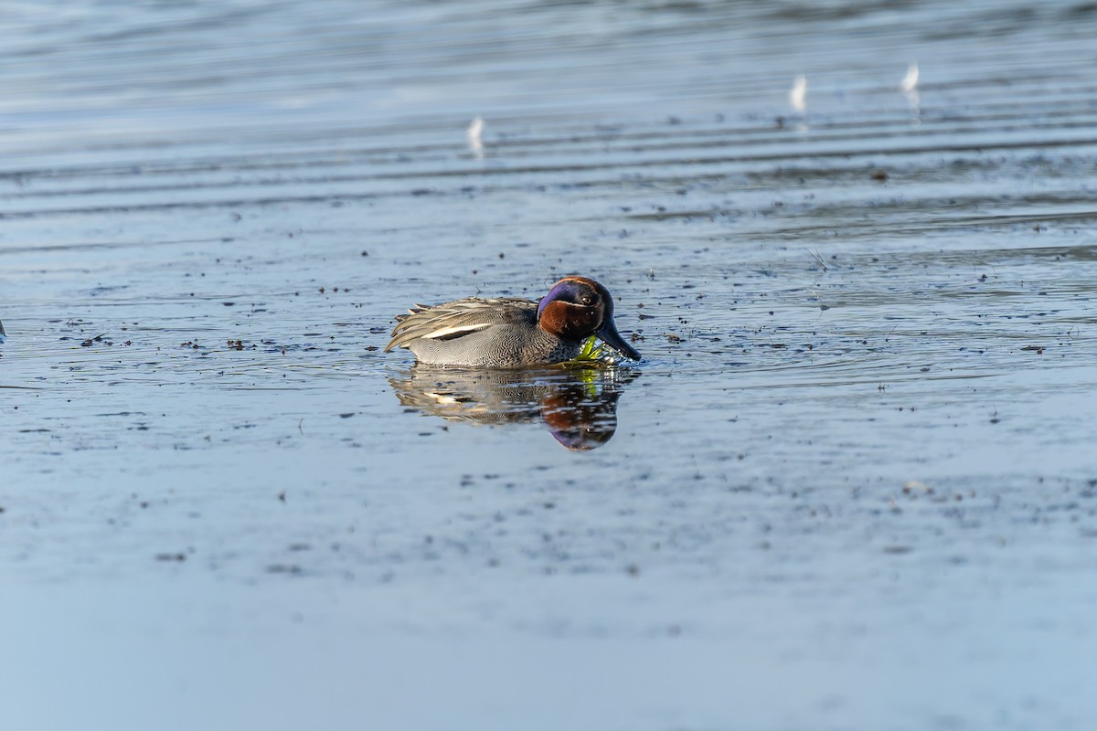 Green-winged Teal - ML647273891
