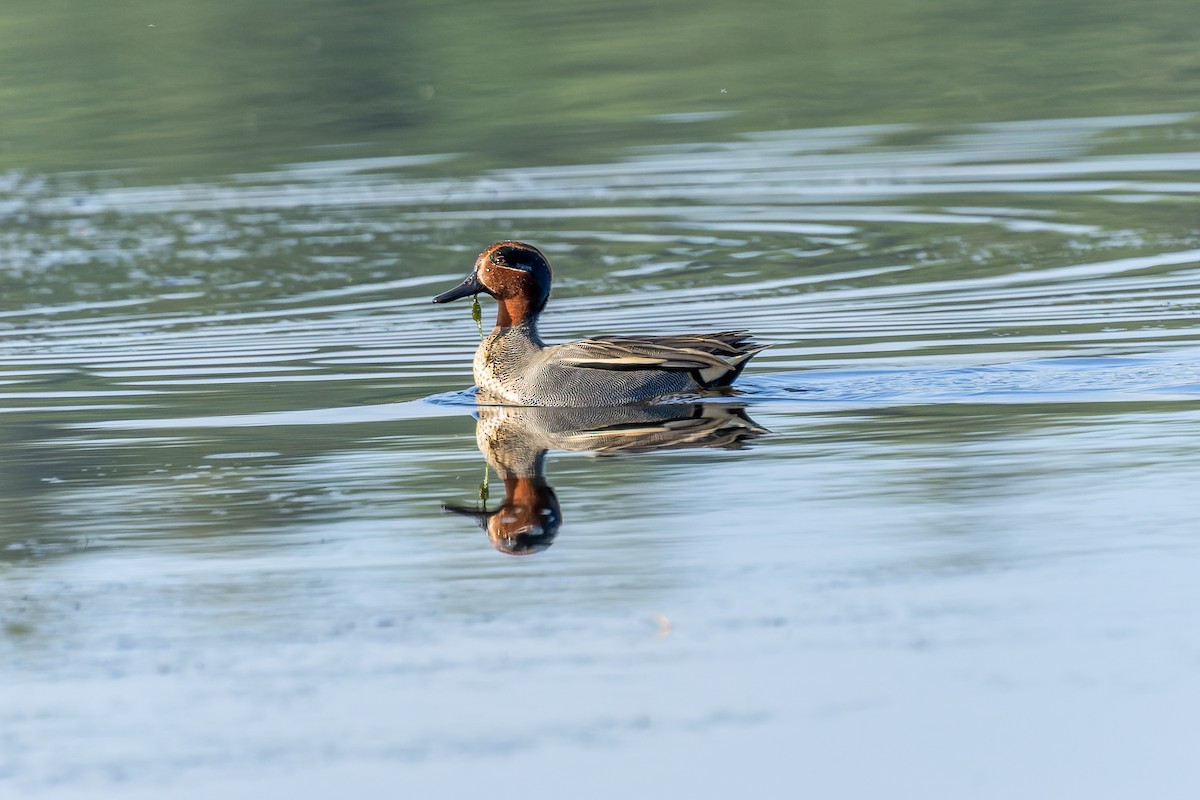 Green-winged Teal - ML647273892