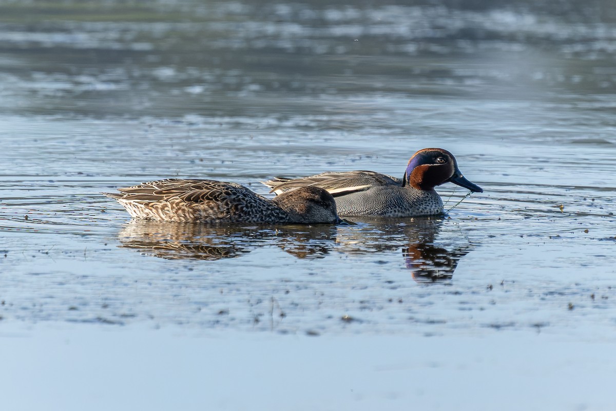 Green-winged Teal - ML647273893
