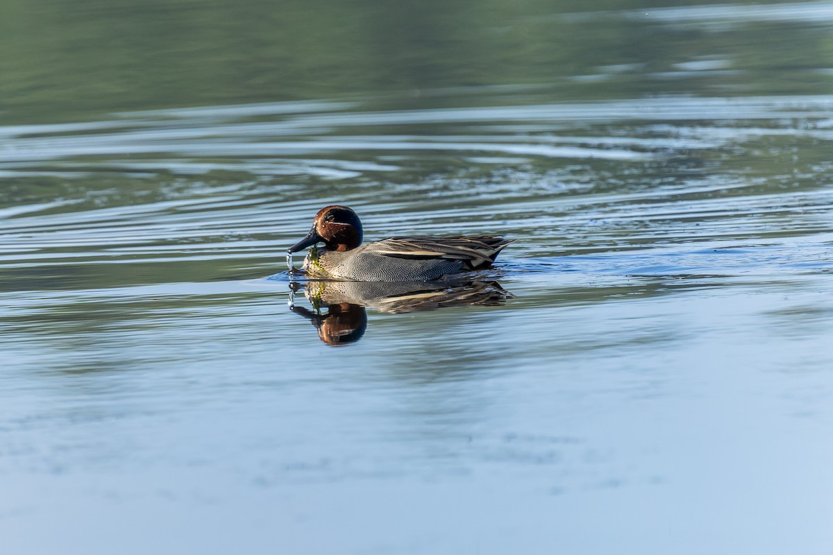 Green-winged Teal - ML647273894