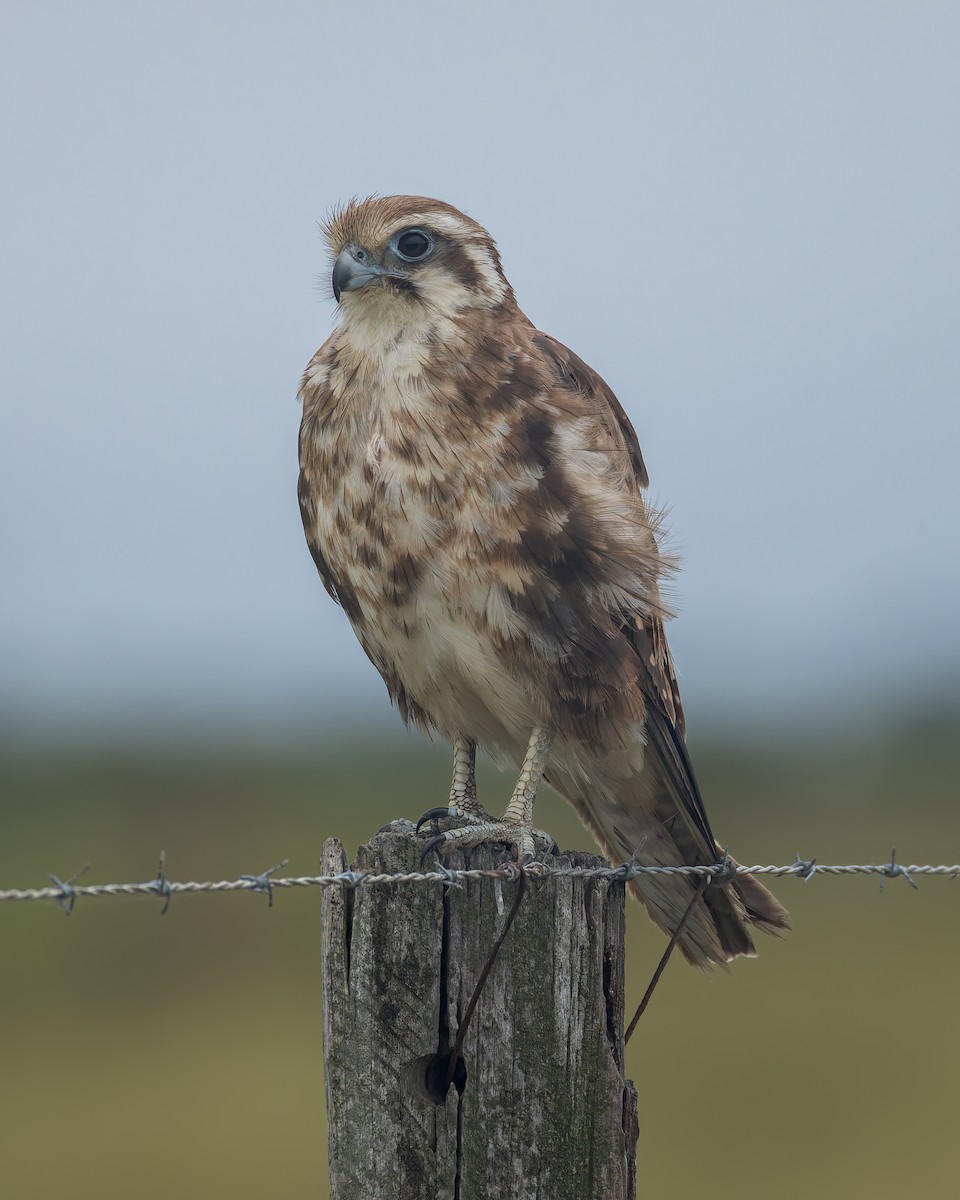 Brown Falcon - ML647273895