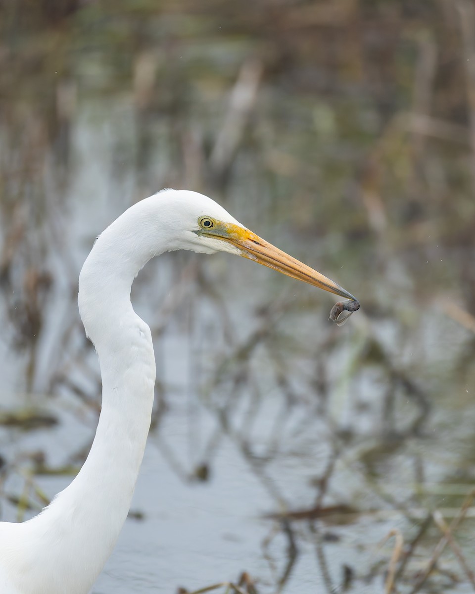 Great Egret - ML647273896