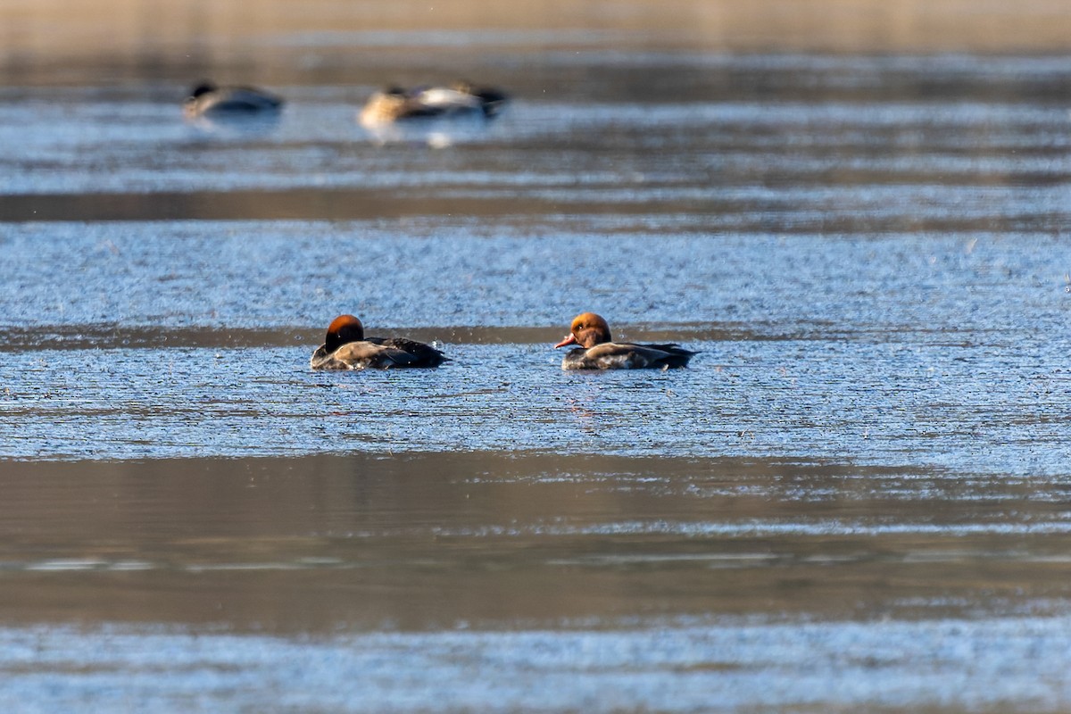 Red-crested Pochard - ML647273897