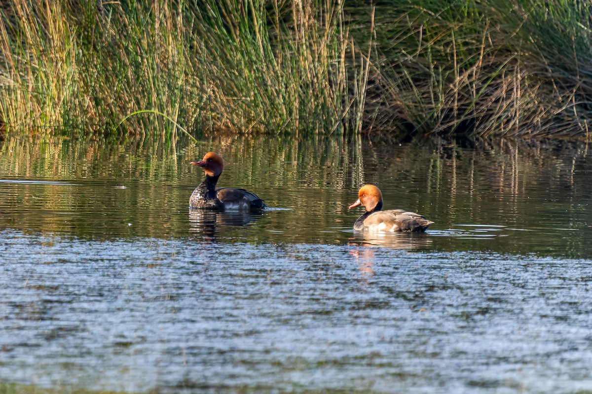 Red-crested Pochard - ML647273898