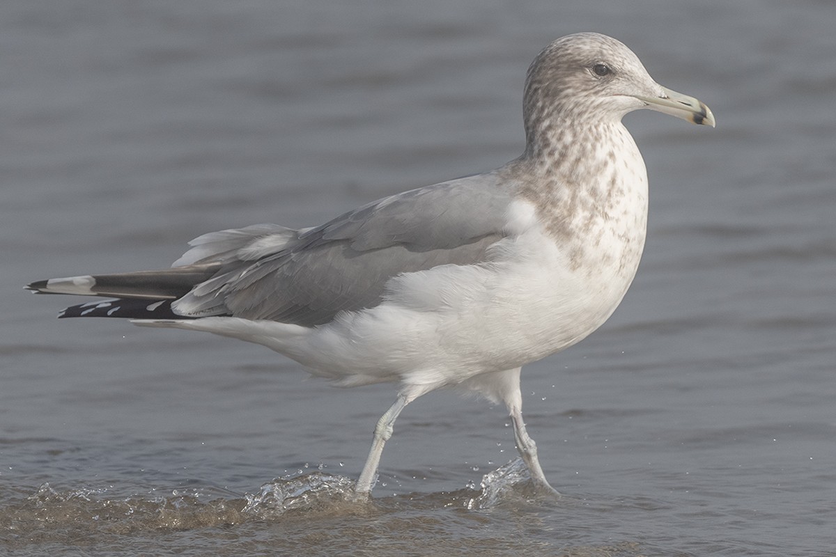 California Gull - ML647273900
