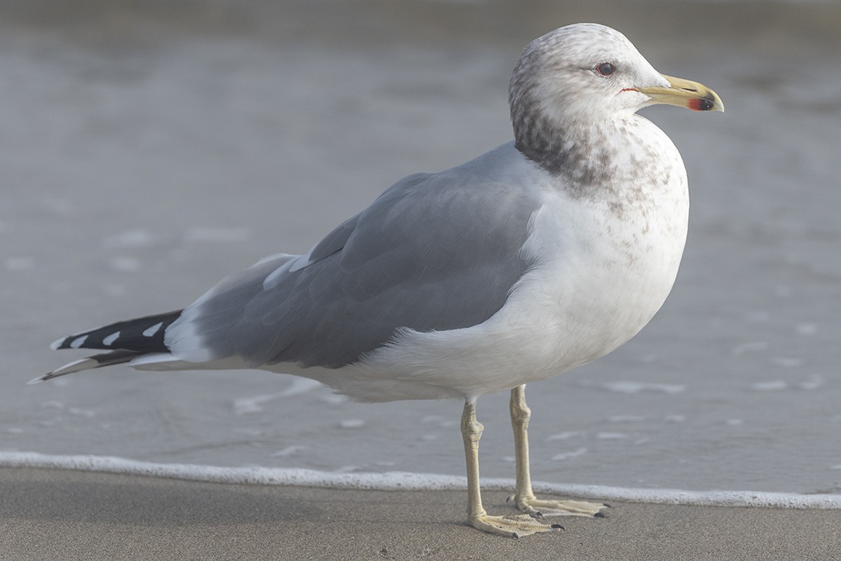 California Gull - ML647273901