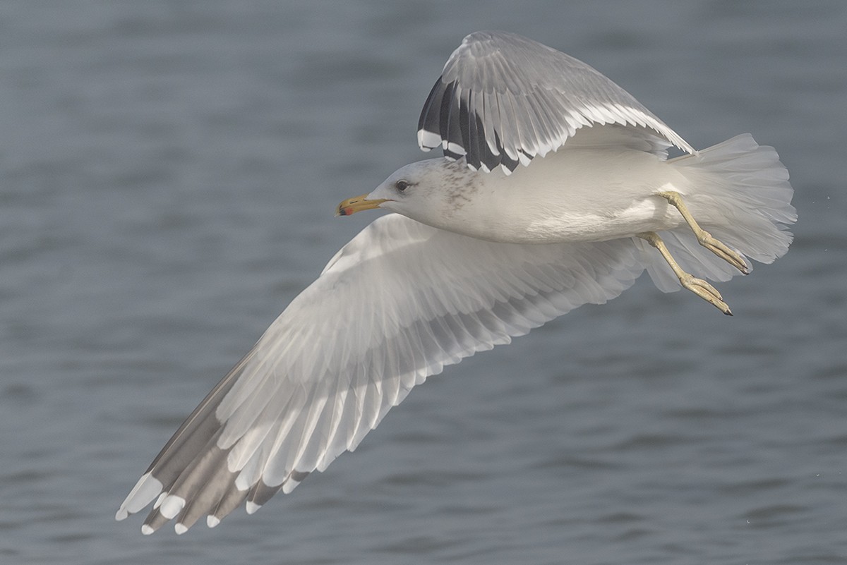 California Gull - ML647273902