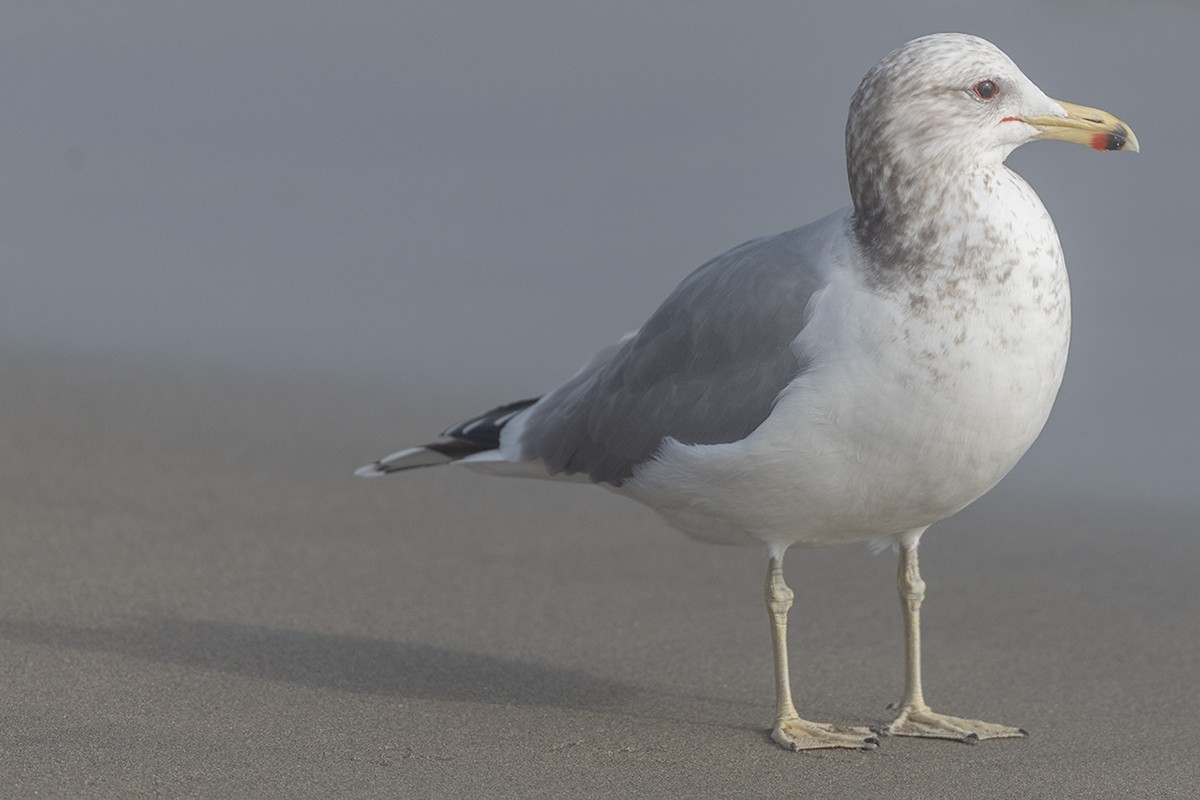 California Gull - ML647273903