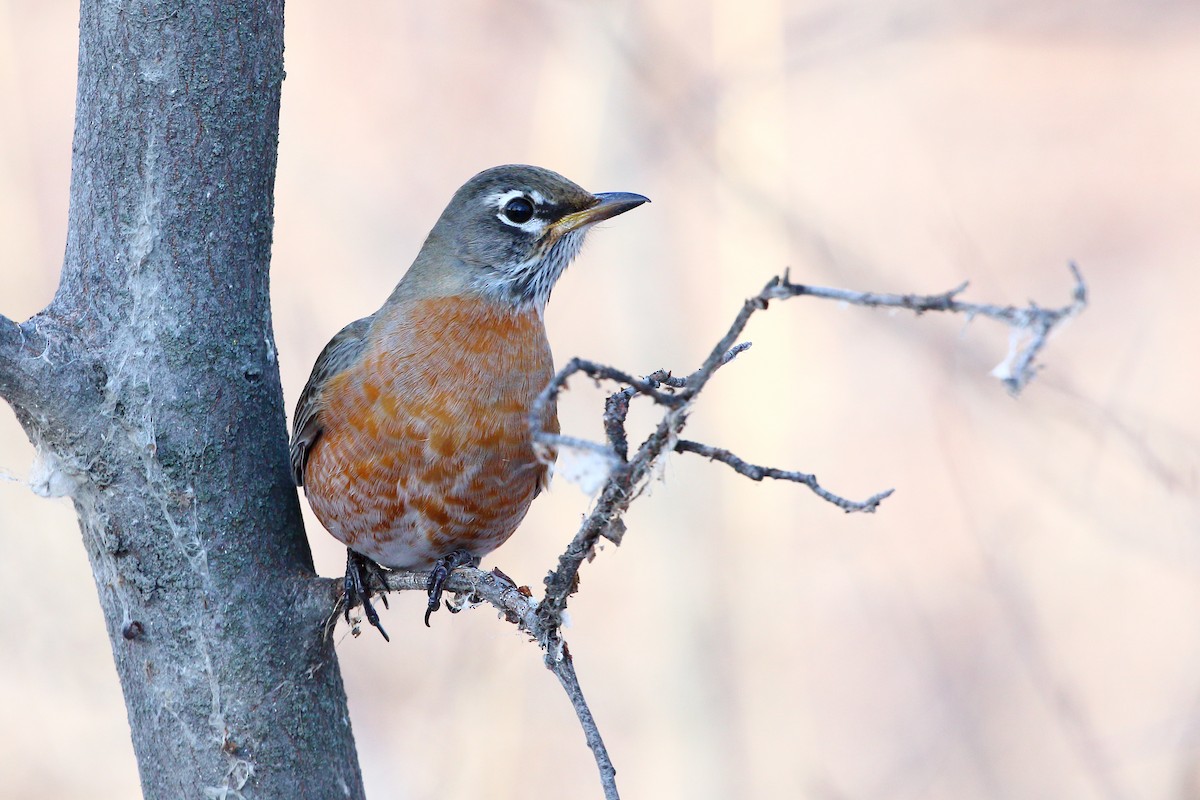 American Robin - ML647273904