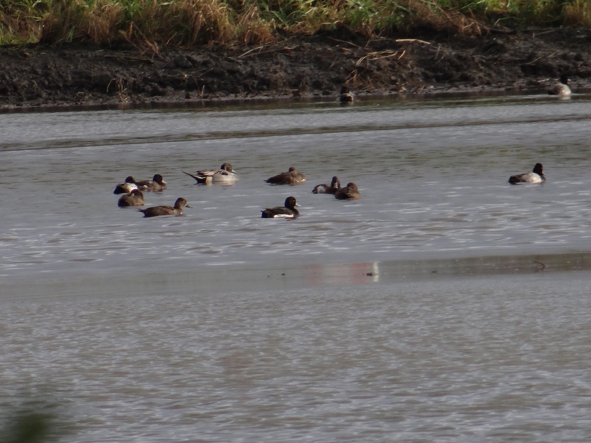 Tufted Duck x scaup sp. (hybrid) - ML647273905