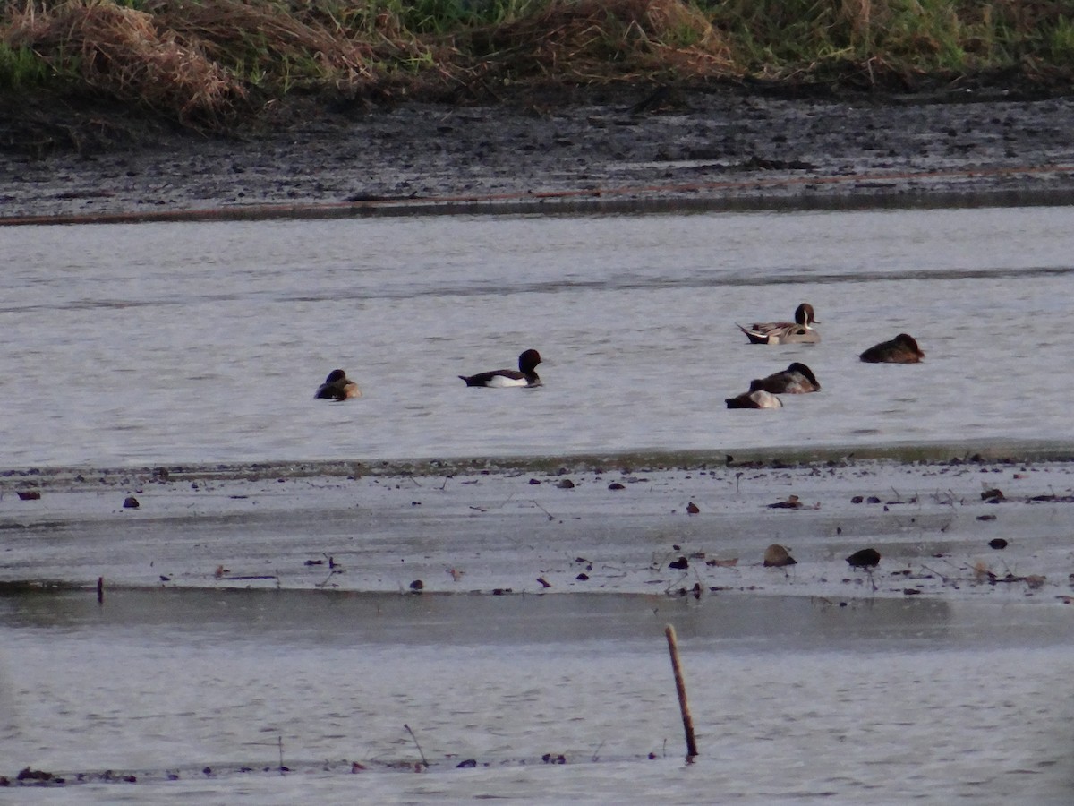Tufted Duck x scaup sp. (hybrid) - ML647273906