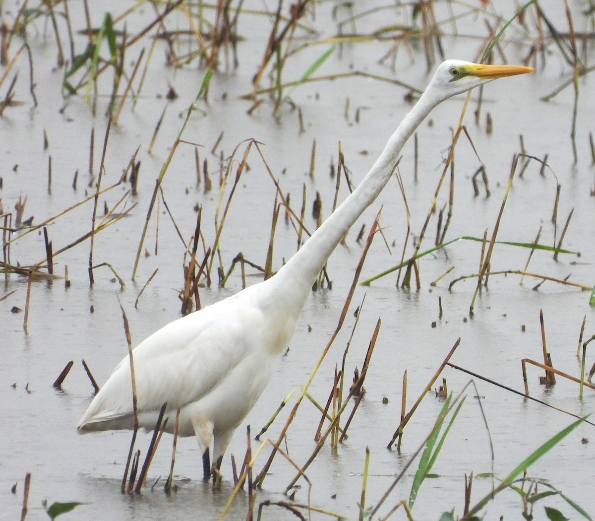 Great Egret (modesta) - ML647273907