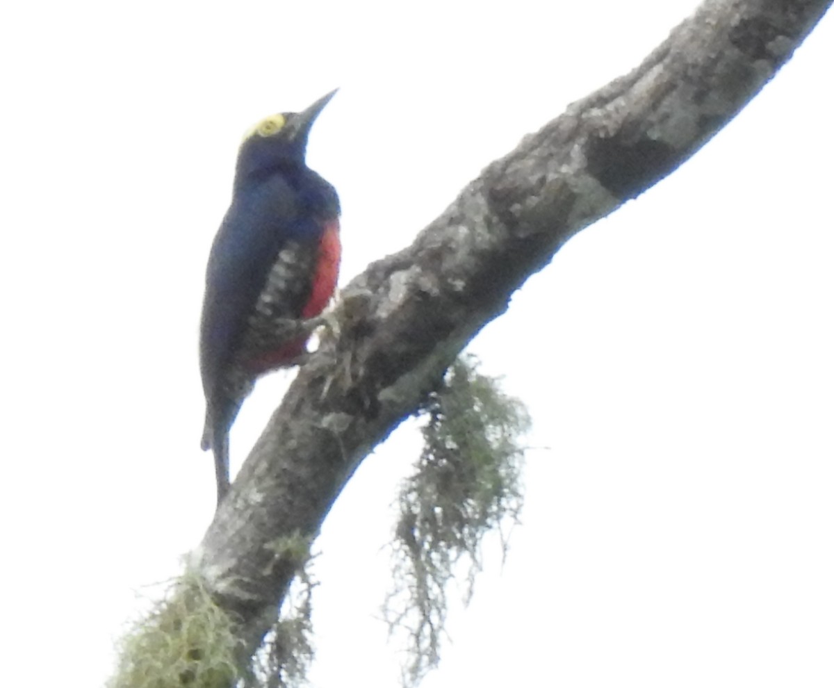 Yellow-tufted Woodpecker - ML647273908