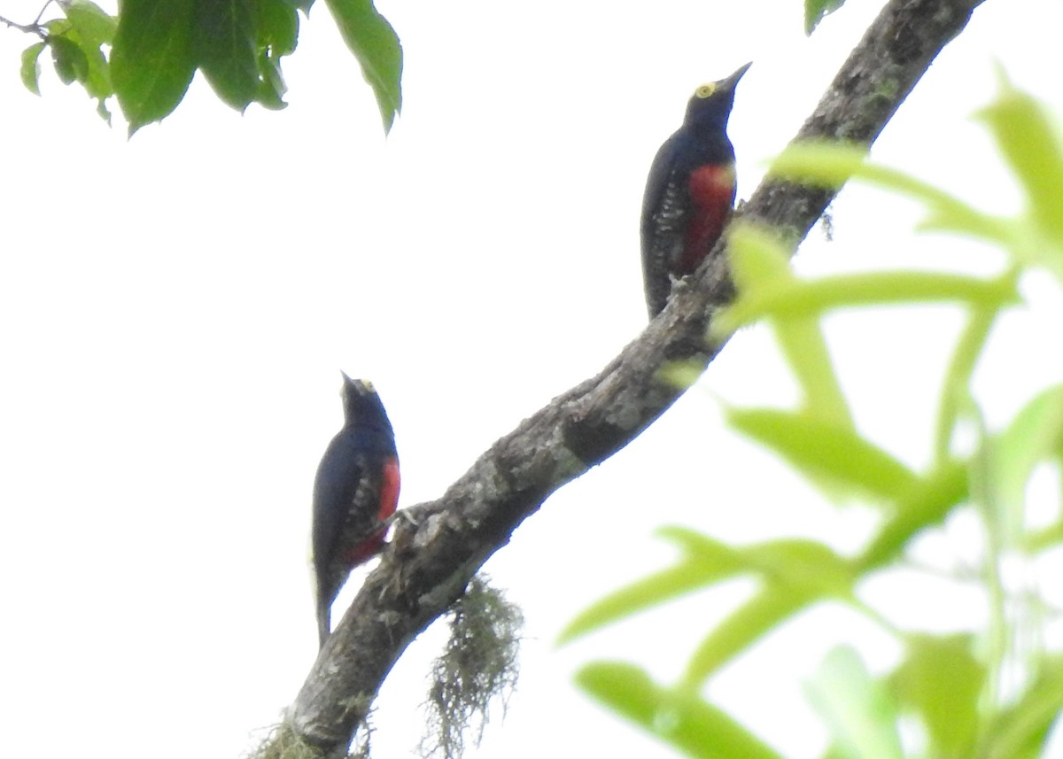 Yellow-tufted Woodpecker - ML647273909
